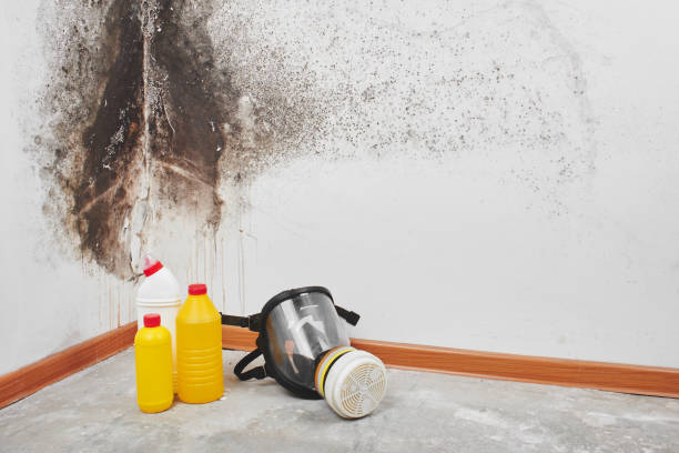 Best Local Mold Removal Service  in Nashotah, WI