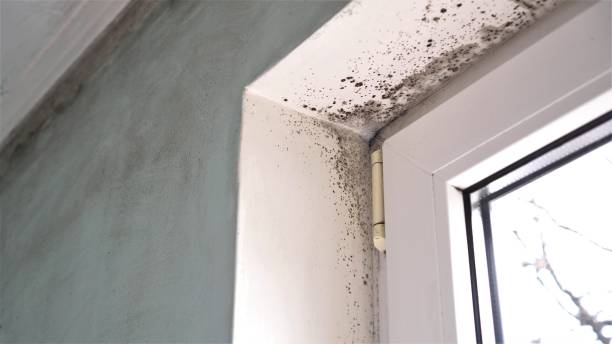 Best Emergency Mold Removal  in Nashotah, WI