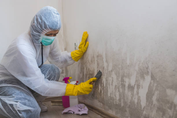 Best Toxic Mold Removal  in Nashotah, WI