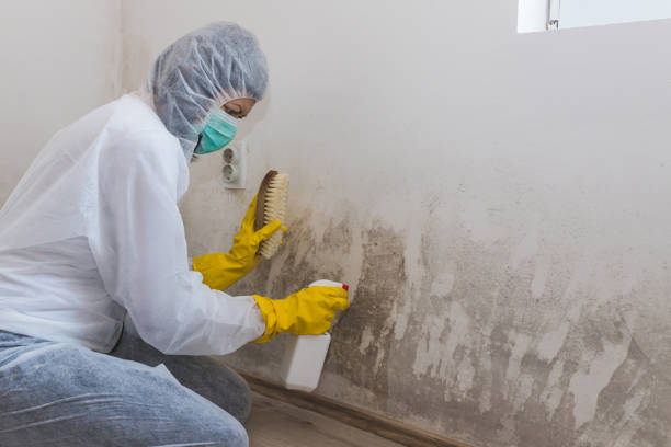 Best Office Mold Removal Services  in Nashotah, WI