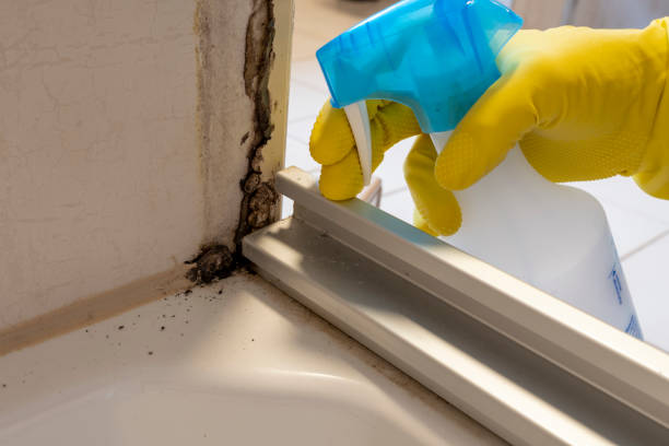 Best Mold Removal Specialists  in Nashotah, WI