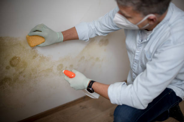 Trusted Nashotah, WI Mold Removal Experts