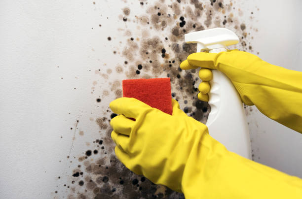 Best Commercial Mold Removal  in Nashotah, WI