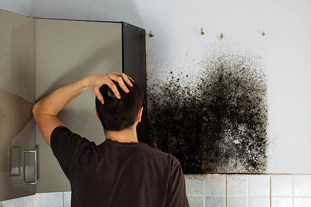 Best Mold Removal Company Near Me  in Nashotah, WI