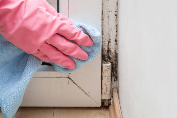 Best Home Mold Removal  in Nashotah, WI